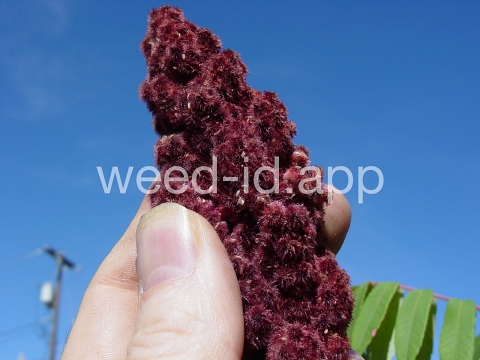 sumac, staghorn